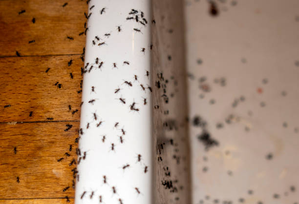 Wildlife Control Services in Fussels Corner, FL
