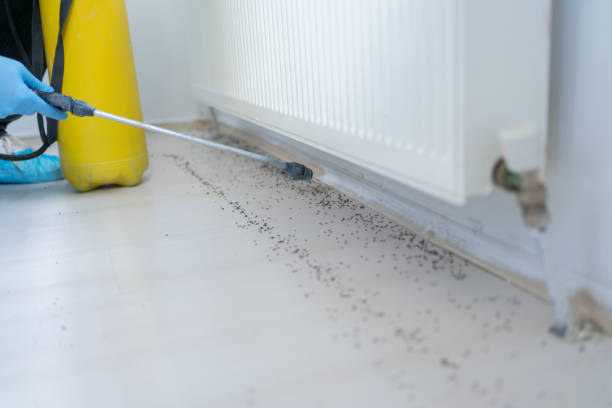 Best Rat Extermination Near Me  in Fussels Corner, FL