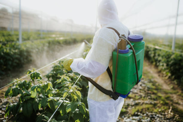 Best Termite Control Services  in Fussels Corner, FL